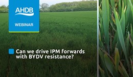 Can we drive IPM forwards with BYDV resistance?